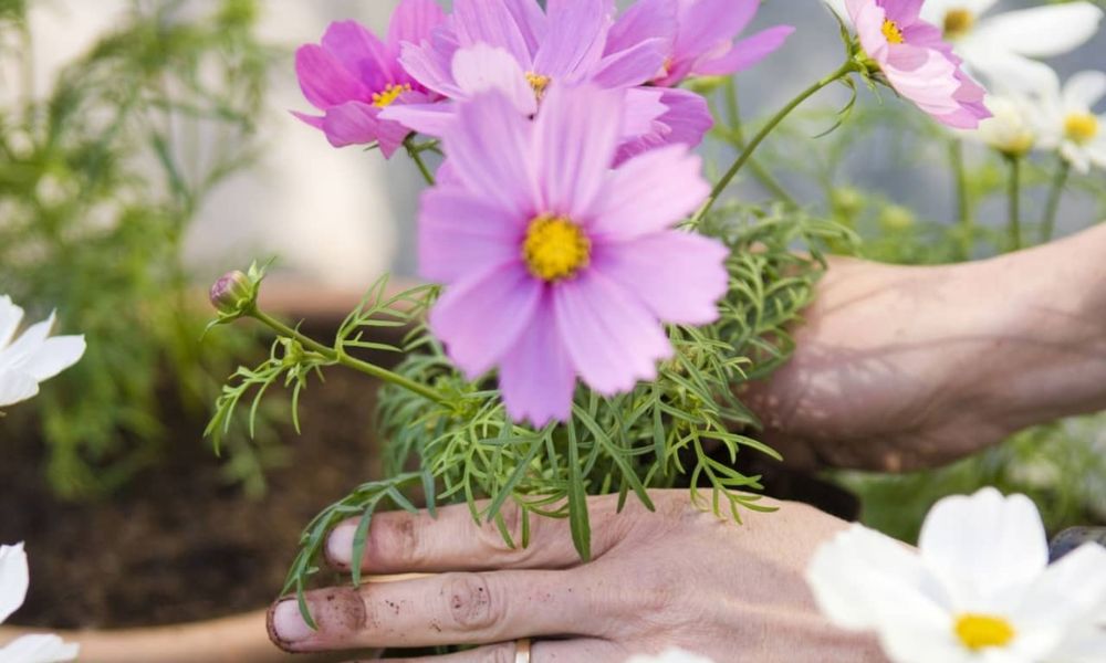 Cách trồng hoa sao nhái