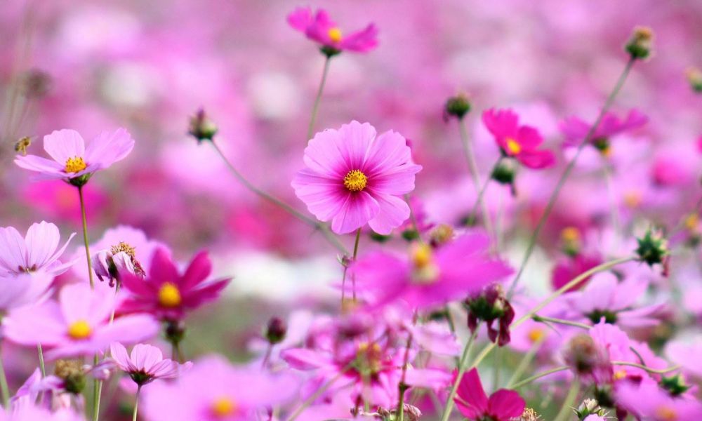 Thu hoạch hạt hoa sao nhái