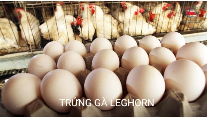 Gà Leghorn đẻ trứng
