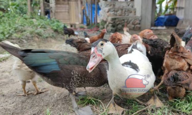 Vịt xiêm có phải là con ngan không?